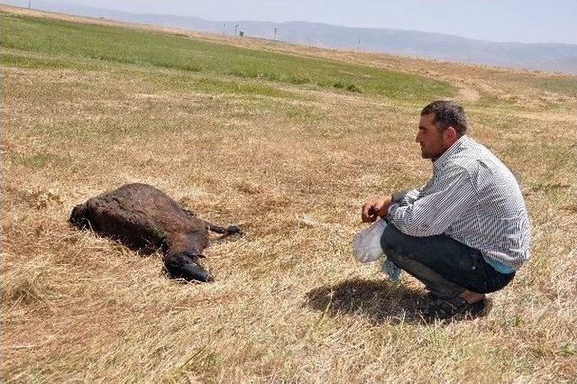 Muş’ta Kurtlar Sürüye Daldı, 30 Koyun Telef Oldu