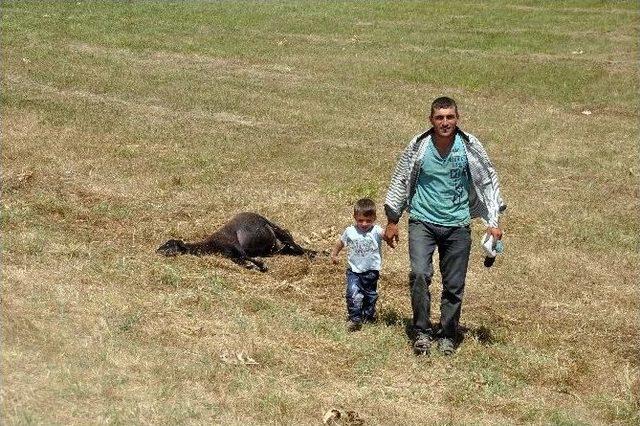 Muş’ta Kurtlar Sürüye Daldı, 30 Koyun Telef Oldu