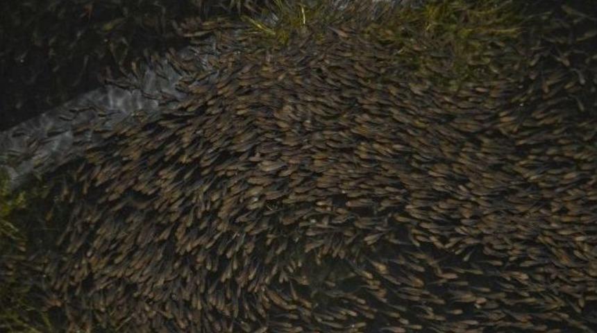 İznik Gölü’ne 100 Bin Yavru Sazan Bırakıldı