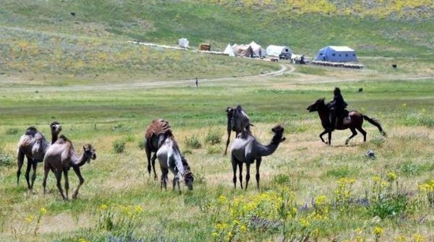 Develerle Van Yaylalarında Turist Gezdirecek