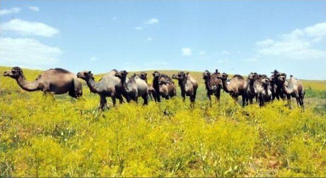 Develerle Van Yaylalarında Turist Gezdirecek