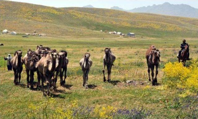 Develerle Van Yaylalarında Turist Gezdirecek