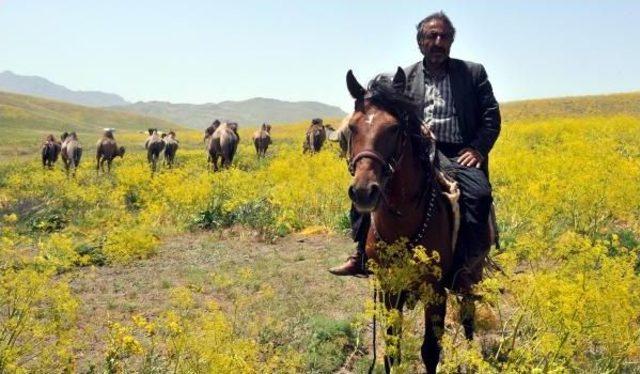 Develerle Van Yaylalarında Turist Gezdirecek