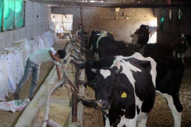 Silopi'de Başıboş Hayvanlar Kesilerek, Eti Yoksullara Dağıtılacak