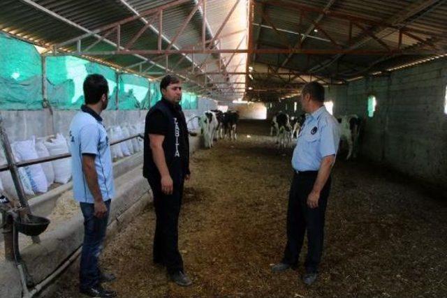 Silopi'de Başıboş Hayvanlar Kesilerek, Eti Yoksullara Dağıtılacak