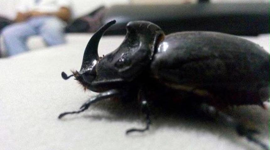 İftar Vakti Masasında Gergedan B&ouml;ceği Buldu