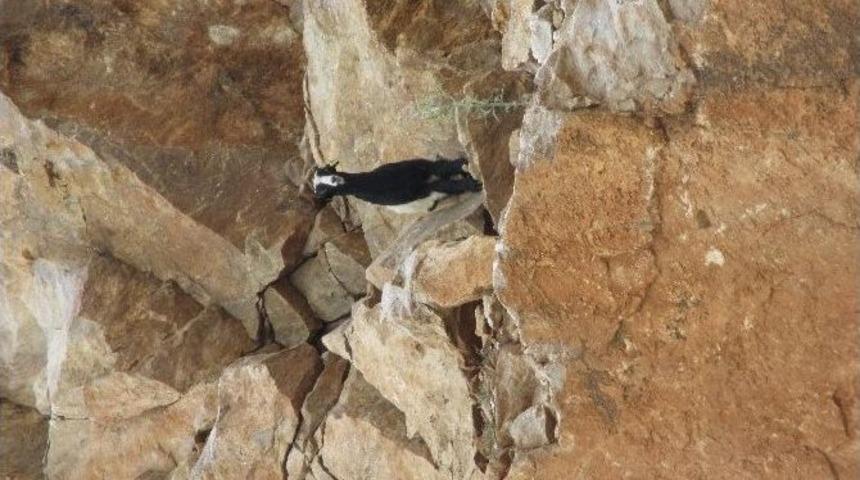 Eskişehir&rsquo;de Oğlak Kurtarma Operasyonu