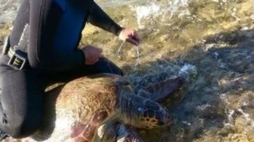 Misinaya Dolanan Caretta &Ouml;lmek &Uuml;zere İken Kurtarıldı