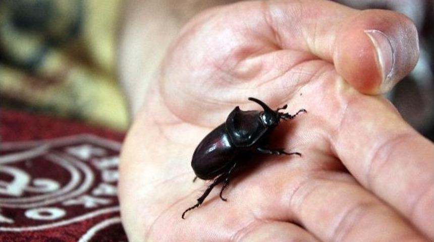 Erzurum’da ‘gergedan Böceği’ Bulundu