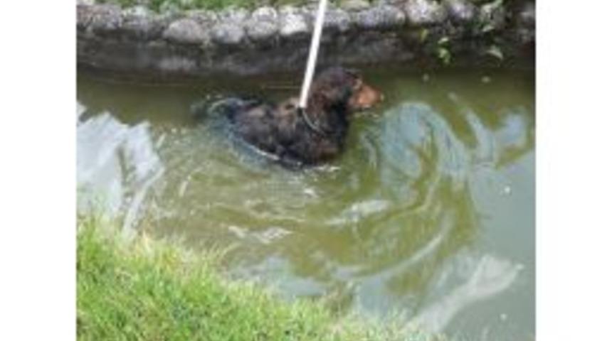 Serinlemek İ&ccedil;in Havuza Giren K&ouml;peği Zabıta Kurtardı