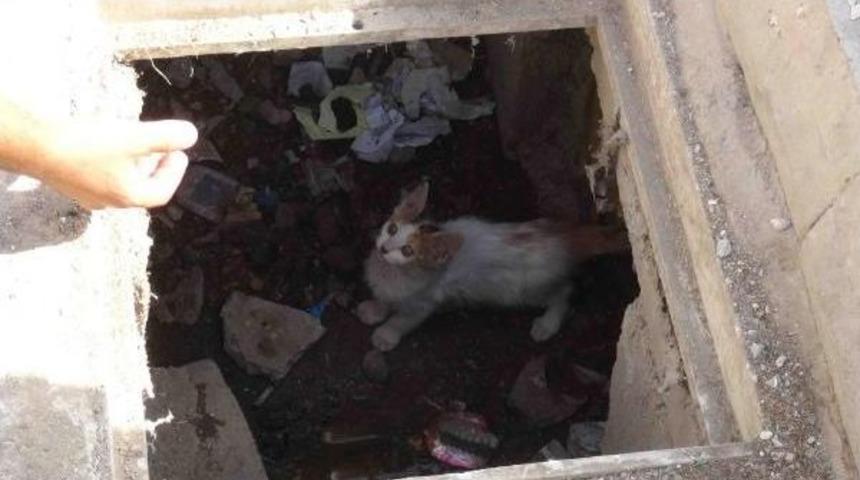 Nusaybin'de Kanalizyasyonda 4 G&uuml;n Mahsur Kalan Yavru Kedi Kurtarıldı
