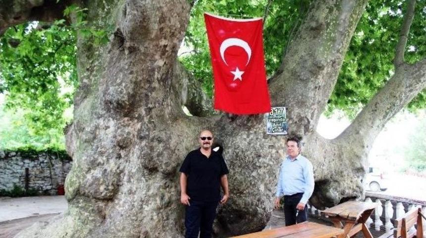 Bu Ağa&ccedil; Osmanlı İmparatorluğu&rsquo;ndan Daha Yaşlı