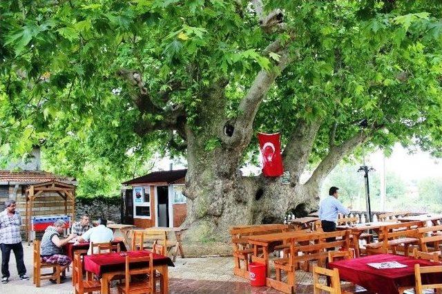 Bu Ağaç Osmanlı İmparatorluğu’ndan Daha Yaşlı