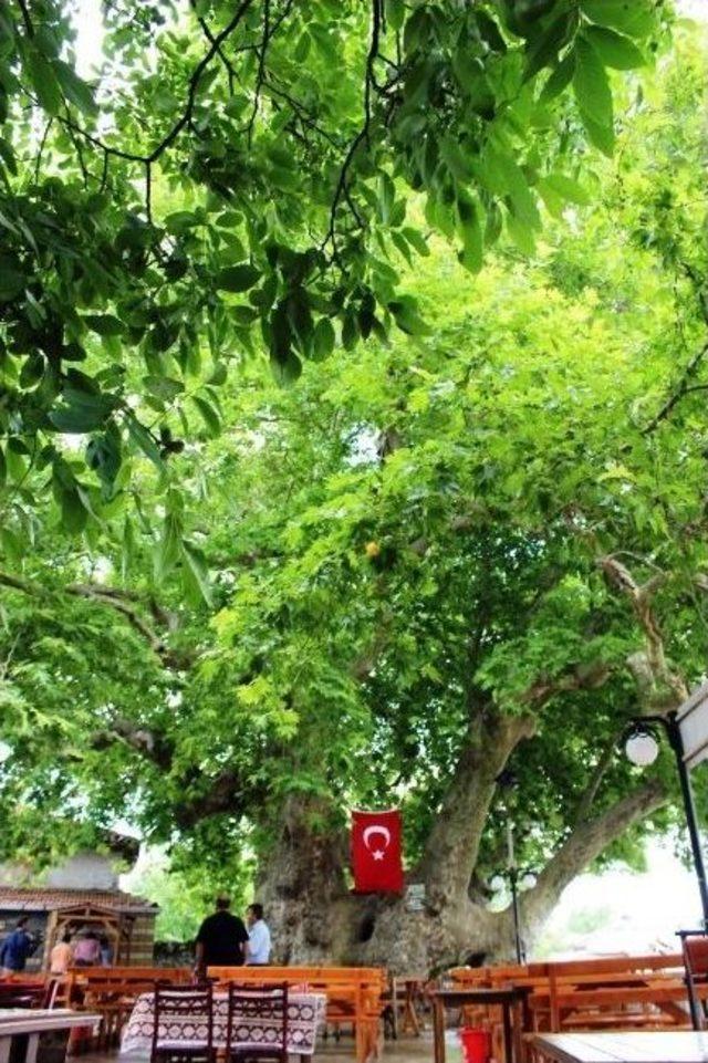 Bu Ağaç Osmanlı İmparatorluğu’ndan Daha Yaşlı