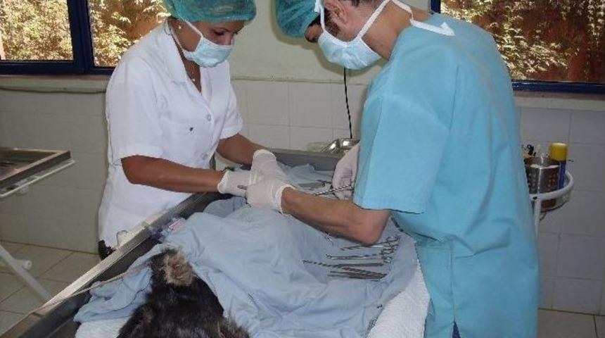 B&uuml;y&uuml;kşehir&rsquo;den Yaralı Hayvanlara Ambulanslı M&uuml;dahale