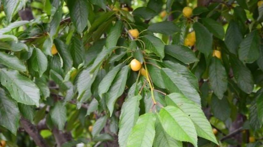 Ereğli'de Beyaz Kiraz &Uuml;reticileri Fiyat D&uuml;ş&uuml;kl&uuml;ğ&uuml;nden Şikayet&ccedil;i