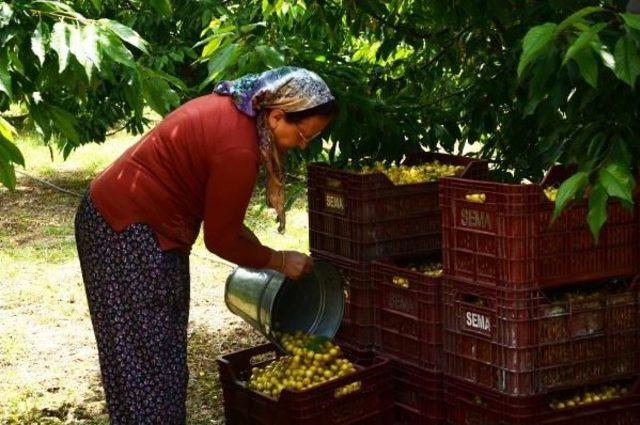 Ereğli'de Beyaz Kiraz Üreticileri Fiyat Düşüklüğünden Şikayetçi