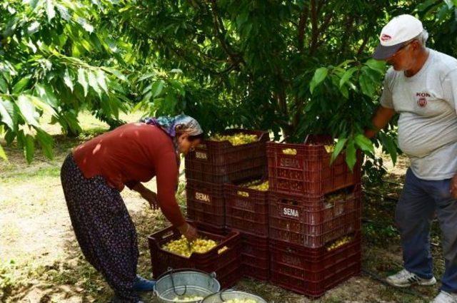 Ereğli'de Beyaz Kiraz Üreticileri Fiyat Düşüklüğünden Şikayetçi