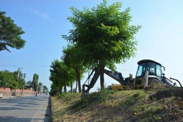 Bursa’Da 15 Yıllık 200 Akasya Ağacı Sökülerek Başka Bölgeye Dikilmesi Tartışmalara Neden Oldu