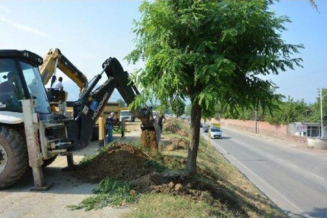 Bursa’Da 15 Yıllık 200 Akasya Ağacı Sökülerek Başka Bölgeye Dikilmesi Tartışmalara Neden Oldu