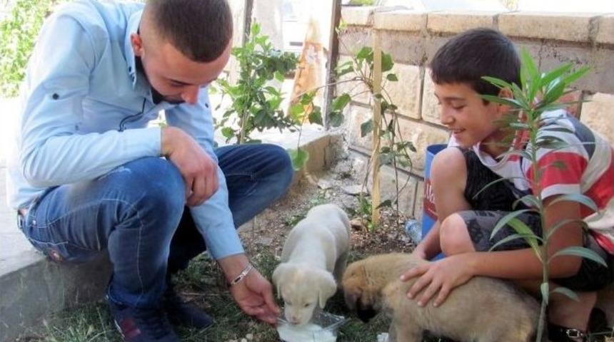 İki Kardeş, Yavru K&ouml;peklere Sahip &Ccedil;ıktı