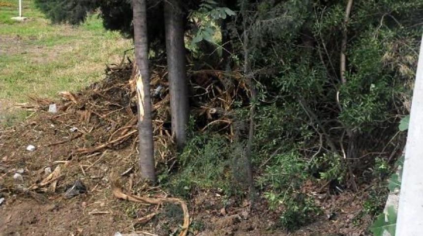Yalova&rsquo;Da K&ouml;pr&uuml;l&uuml; Kavşak I&ccedil;in Yine Ağa&ccedil; Kesildi