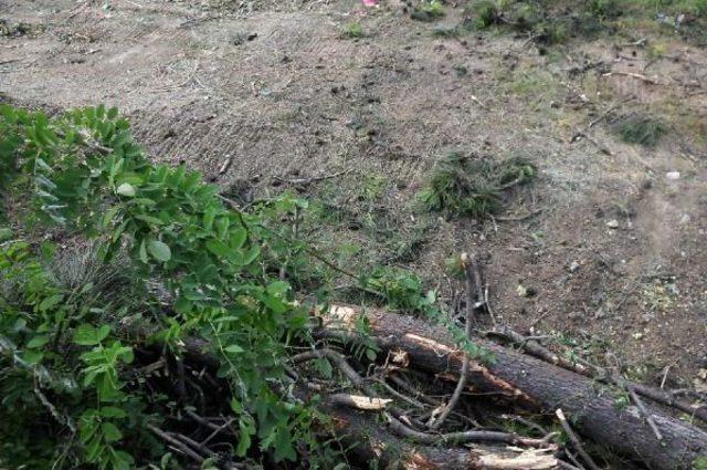 Yalova’Da Köprülü Kavşak Için Yine Ağaç Kesildi