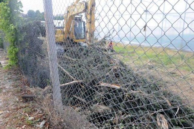 Yalova’Da Köprülü Kavşak Için Yine Ağaç Kesildi