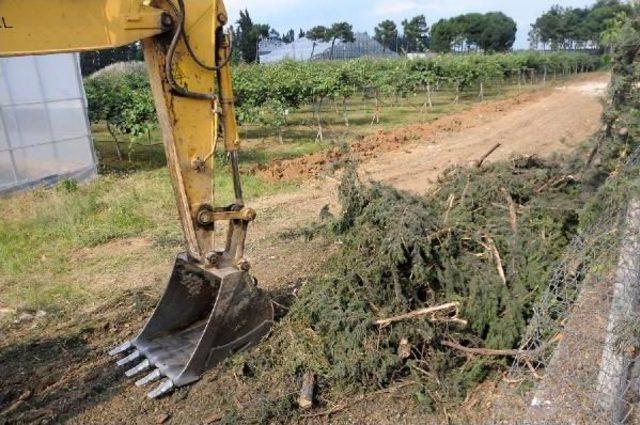 Yalova’Da Köprülü Kavşak Için Yine Ağaç Kesildi