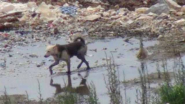 Leylekler De Köpekler De Çöp Alanında Yaşam Savaşında...