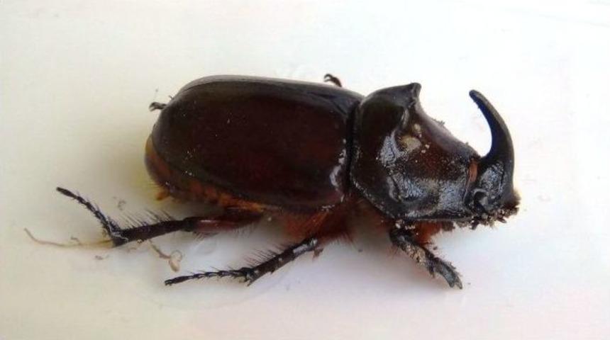 Gergedan B&ouml;ceği Bu Kez Erciş&rsquo;te Bulundu