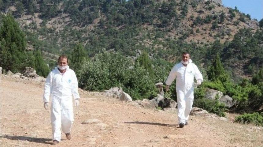 Yabani Hayvanlar Kuduza Karşı Aşılandı