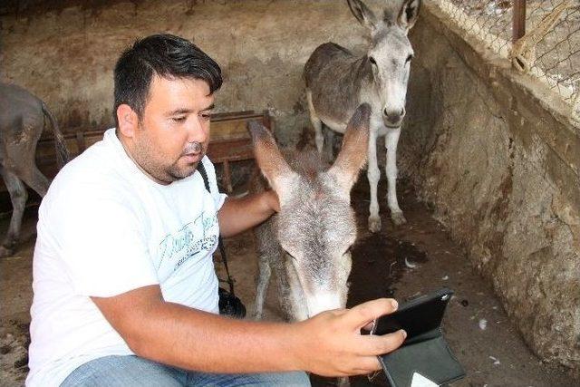 Evlenen Eşeklerin Yavruları İlgi Odağı Oldu