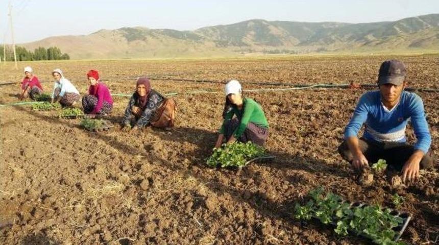 Susuzluk Nedeniyle Karpuzları Muş'ta Yetiştiriyorlar