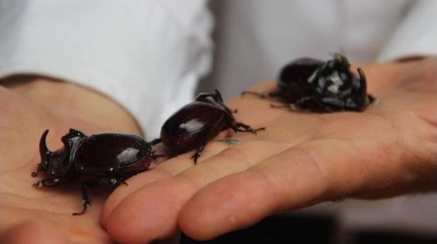 (&ouml;zel Haber) Gergedan B&ouml;ceği Karab&uuml;k&rsquo;te De G&ouml;r&uuml;ld&uuml;