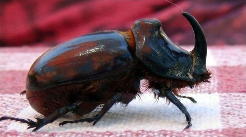 Gergedan B&ouml;ceğini Teslim Alacak Yetkili Bekliyor