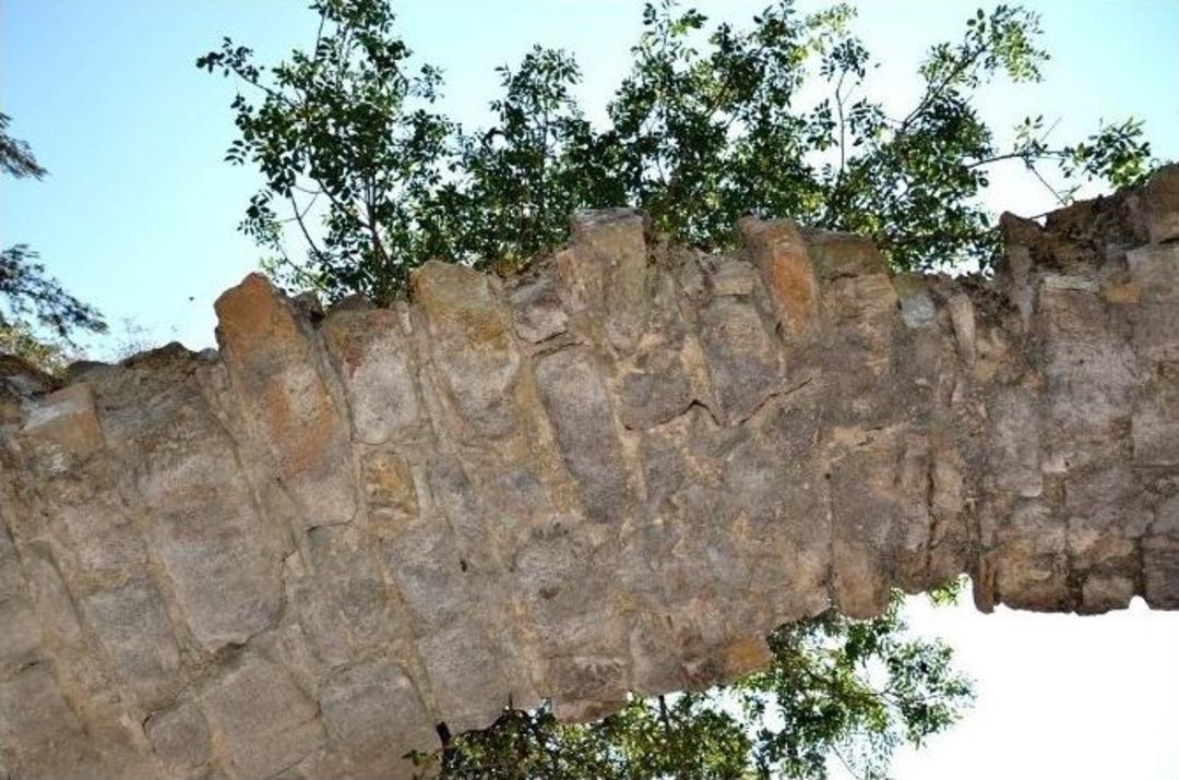 Tarihi Su Kemerinde B&uuml;y&uuml;yen Ağa&ccedil; Şaşırtıyor