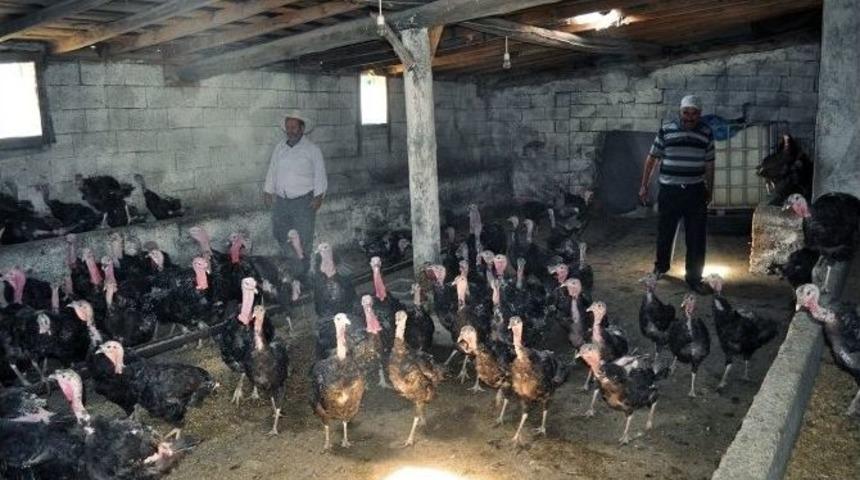 Kurduğu &Ccedil;iftlikte Organik Hindi Yetiştiriyor