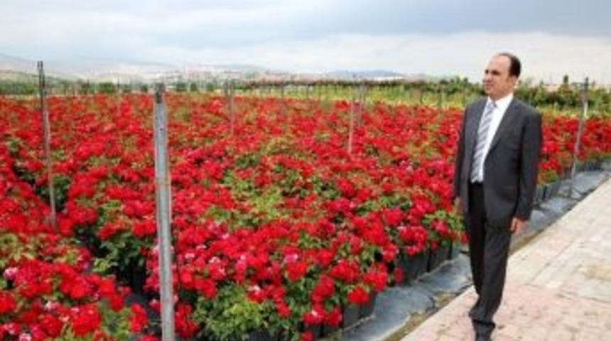 Selçuklu’ya 250 Bin Gül Dikiliyor
