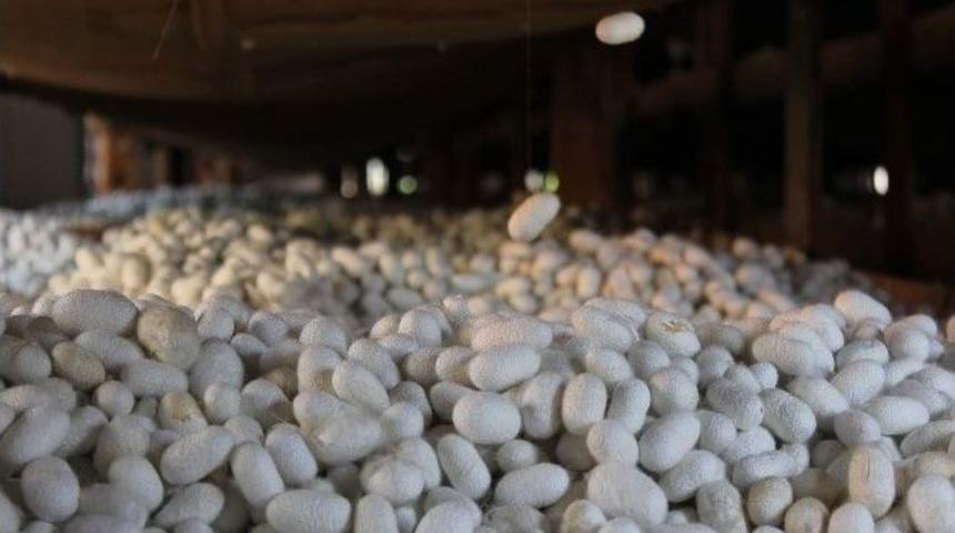 Koza Üretimi Bu Yıl Yüz Güldürecek