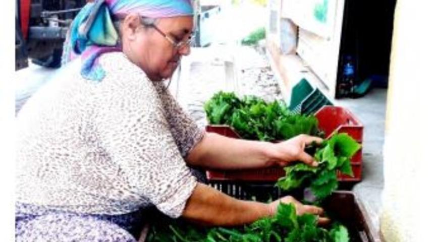 Bağ Yaprağı Alım Fiyatı Üreticileri Sevindirdi