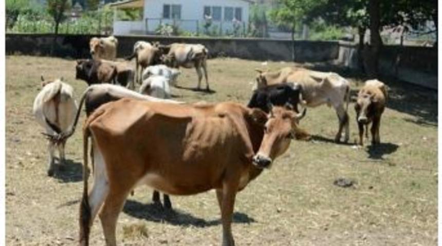 Başıboş Gezen Hayvan Sahiplerine Ceza