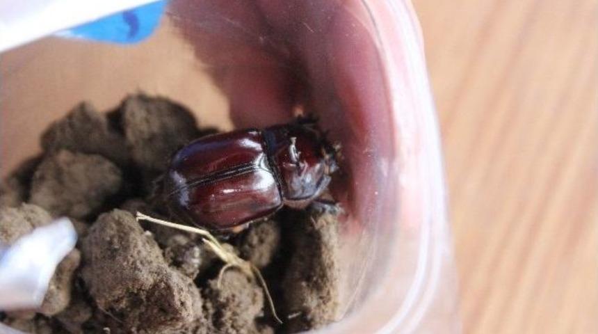 O B&ouml;cek &Ccedil;arşamba&rsquo;da Da Bulundu