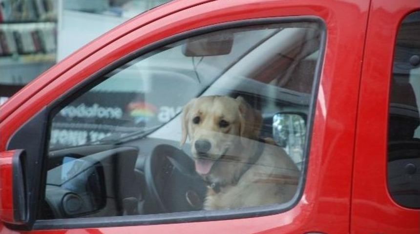 Direksiyon Başındaki K&ouml;pek Dikkat &Ccedil;ekti