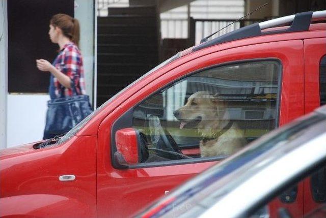 Direksiyon Başındaki Köpek Dikkat Çekti