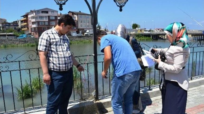 Alaplı &Ccedil;ayı&rsquo;nda Yakalanan İsrail Sazanı İncelemeye Alındı