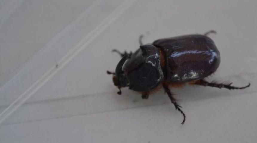 Alaplı&rsquo;da Gergedan B&ouml;ceği Bulundu