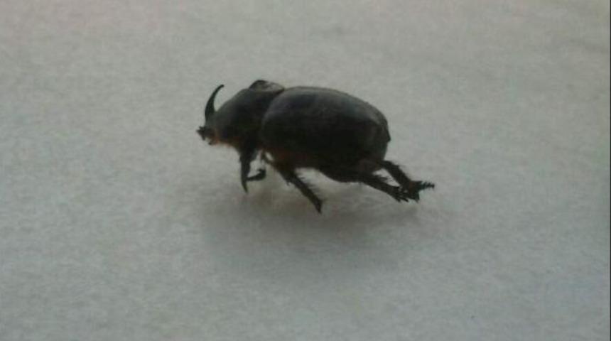 Bir Gergedan B&ouml;ceği De Aydın&rsquo;da Bulundu