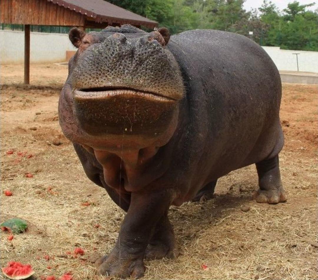 Su Aygırlarına Yoğun İlgi