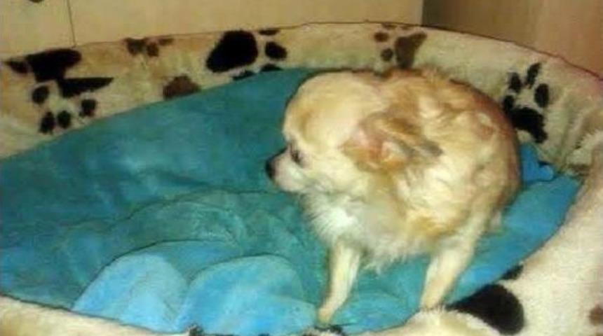 Almanya'dan Geldi, K&ouml;peğini Kaybetti